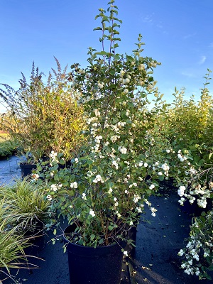 Bild "Herbst:Kruse_Baumschulen_Symphoricarpos_doorenbosii_White_Hedge_3.JPEG"