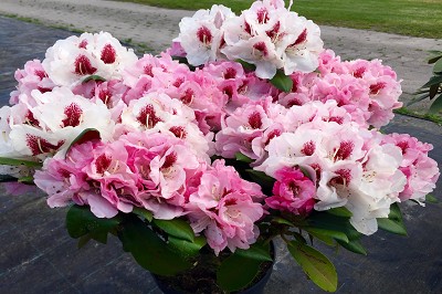 Bild "Sommer:Aktuelles10_Rhododendron_Arabella.jpg"