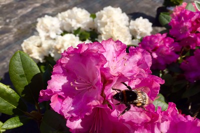 Bild "Sommer:Aktuelles11_Rhododendron_Blurettia_und_Schneekrone_mit_Hummel.JPG"