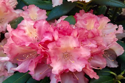 Bild "Sommer:Aktuelles15_Rhododendron_Percy_Wiseman_2.JPG"