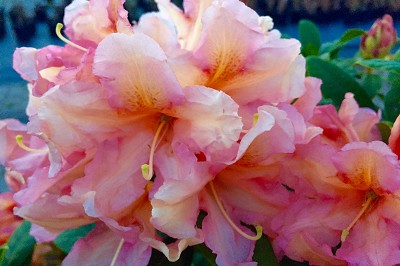 Bild "Sommer:Aktuelles16_Rhododendron_Percy_Wiseman.JPG"