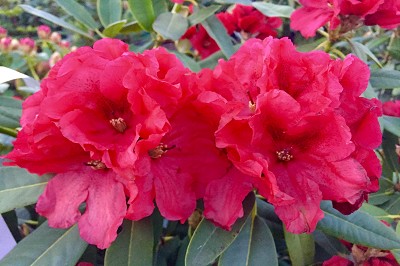 Bild "Sommer:Aktuelles17_Rhododendron_Rabatz.JPG"