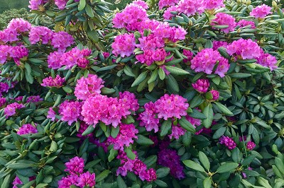 Bild "Sommer:Aktuelles18_Rhododendron_Roseum_Elegans.JPG"