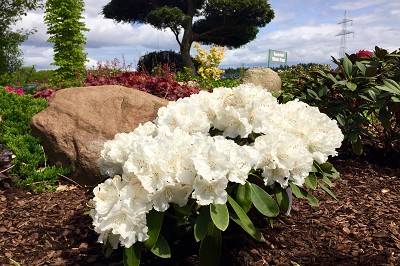 Bild "Sommer:Aktuelles20_Rhododendron_Schneekrone.JPG"