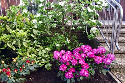 Bild "Sommer:Aktuelles23_Rhododendron_Blurettia_und_Blumenhartriegel.JPG"