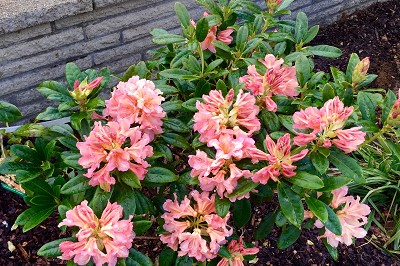 Bild "Sommer:Aktuelles26_Rhododendron_Orangina_2.JPG"