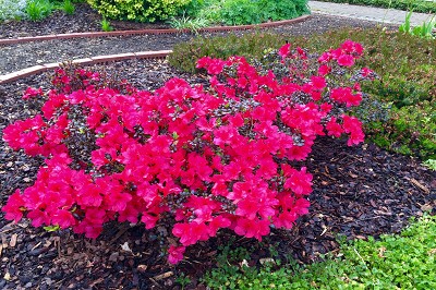 Bild "Sommer:Aktuelles31_Azalea_Maruschka.JPG"