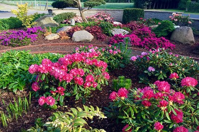 Bild "Sommer:Aktuelles3_Garten_mit_Rhododendren_und_Azaleen.JPG"