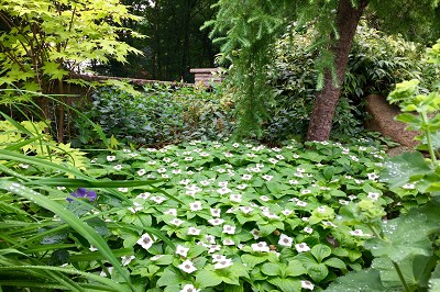 Bild "Sommer:Aktuelles_Bluetenhartriegel_Bodendeckender_Teppich-Hartriegel_Cornus_canadensis.JPG"