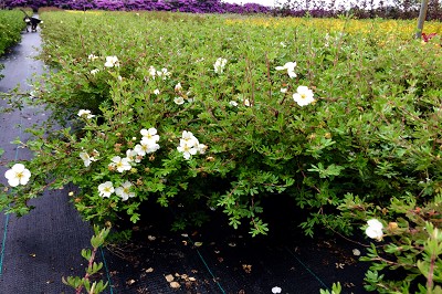 Bild "Sommer:Aktuelles_Bodendeckende_Potentilla_Abbotswood.JPG"