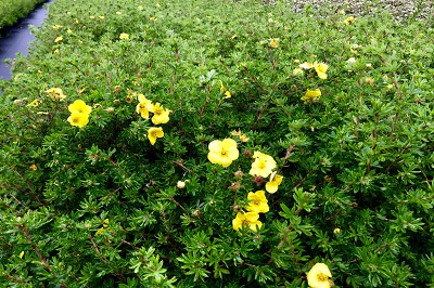 Bild "Sommer:Aktuelles_Bodendeckende_Potentilla_Kobold.JPG"