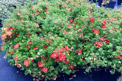 Bild "Sommer:Aktuelles_Bodendeckende_Potentilla_Red_Ace.JPG"