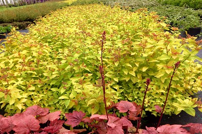 Bild "Sommer:Aktuelles_Bodendecker_Spirea_Japonica_Golden_Princess.JPG"