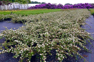 Bild "Sommer:Aktuelles_Cotoneaster_dammeri_Coral_Beauty.JPG"