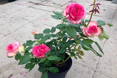 Bild "Sommer:Aktuelles_Edelrose_Walzertraum.JPG"