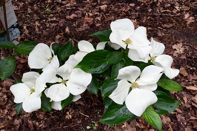 Bild "Sommer:Aktuelles_Hartriegel_Cornus_Venus1.JPG"