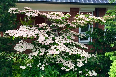 Bild "Sommer:Aktuelles_Hartriegel_Cornus_kousa_Satomi.JPG"