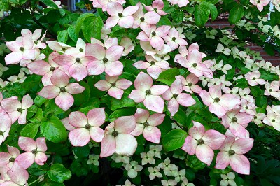 Bild "Sommer:Aktuelles_Hartriegel_Cornus_kousa_Satomi2.JPG"