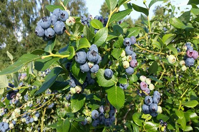 Bild "Sommer:Aktuelles_Heidelbeeren1.JPG"