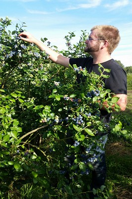 Bild "Sommer:Aktuelles_Heidelbeeren10.JPG"