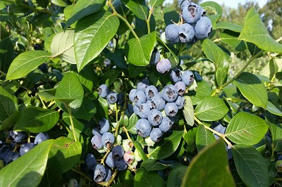 Bild "Sommer:Aktuelles_Heidelbeeren2.JPG"