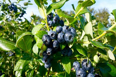 Bild "Sommer:Aktuelles_Heidelbeeren3.JPG"