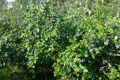 Bild "Sommer:Aktuelles_Heidelbeeren4.JPG"