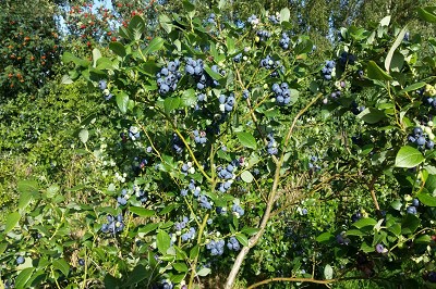 Bild "Sommer:Aktuelles_Heidelbeeren5.JPG"