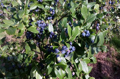 Bild "Sommer:Aktuelles_Heidelbeeren6.JPG"