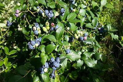 Bild "Sommer:Aktuelles_Heidelbeeren7.JPG"