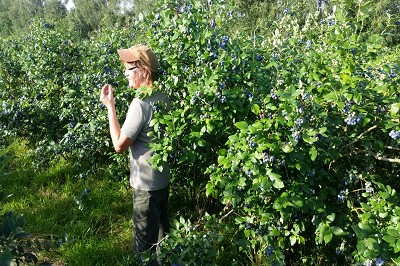 Bild "Sommer:Aktuelles_Heidelbeeren8.JPG"