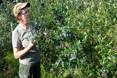 Bild "Sommer:Aktuelles_Heidelbeeren9.JPG"