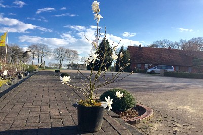 Bild "Sommer:Aktuelles_Magnolia_stellata.JPG"