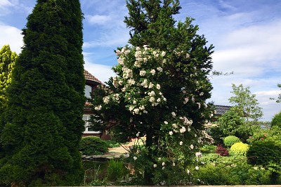 Bild "Sommer:Aktuelles_Ramblerrose_Venusta_Pendula.JPG"