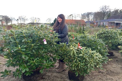 Bild "Sommer:Aktuelles_Rhododendron_Grandiflorum.JPG"