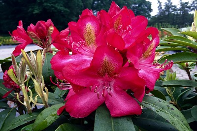Bild "Sommer:Aktuelles_Rhododendron_Junifeuer.JPG"