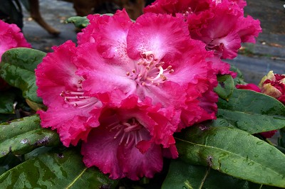 Bild "Sommer:Aktuelles_Rhododendron_Professor_Horst_Robenek.JPG"