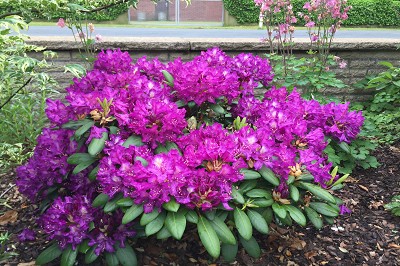 Bild "Sommer:Aktuelles_Rhododendron_Tonika.JPG"