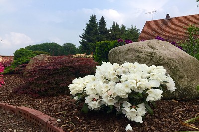 Bild "Sommer:Aktuelles_Rhododendron_yak_Edelweiss.JPG"