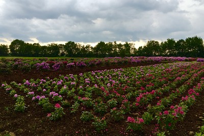 Bild "Sommer:Aktuelles_Rhododendronfeld_im_Moor3.JPG"