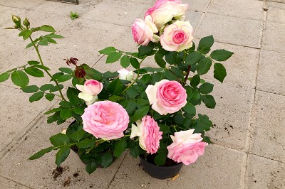 Bild "Sommer:Aktuelles_Strauchrose_Eden_Rose.JPG"