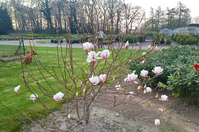 Bild "Sommer:Magnolia_soulangeana.JPG"