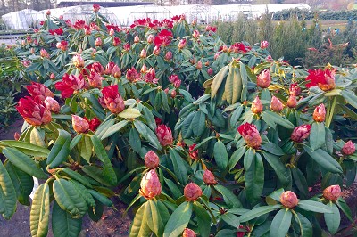 Bild "Sommer:Rhododendron_Taurus_Aktuelles.JPG"