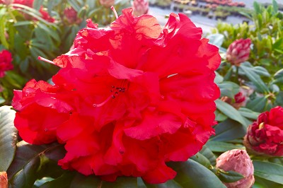 Bild "Sommer:Rhododendronbluete_Taurus_Aktuelles.JPG"