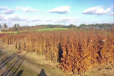 Bild "Winter:Einschlag_mit_Wildstraeuchern_2_Winter.JPG"