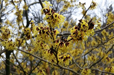 Bild "Winter:Hamamelis_Winter.jpg"