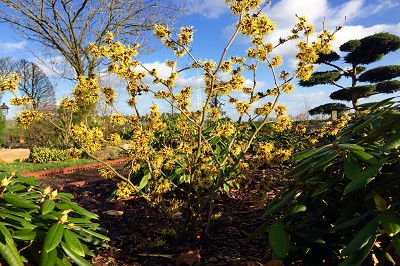 Bild "Winter:Zaubernuss_Hamamelis_2_Winter.JPG"