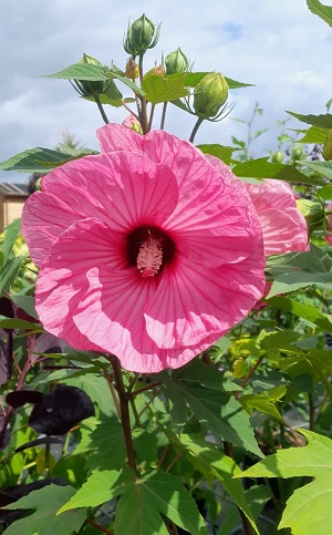 Bild "Sommer:Kruse_Baumschulen_Staudenhibiscus_rosa.jpg"